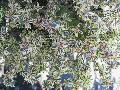 Confetti Abelia